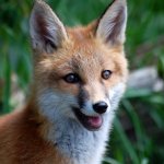 Torelf