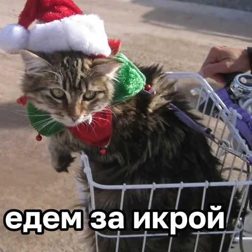 Новогодние животные
