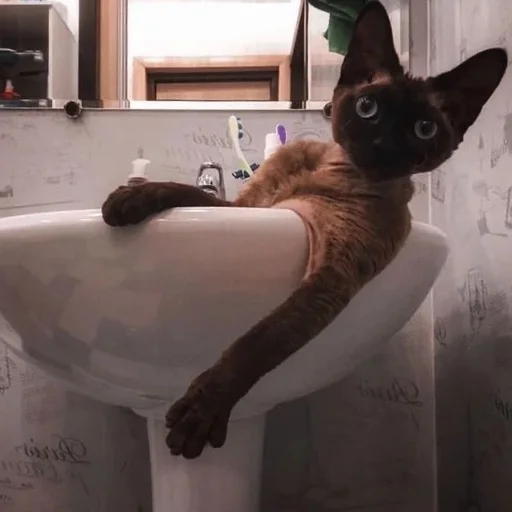 ?Cats?
