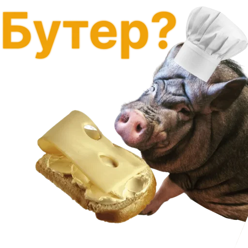 Свинья-Кулинар