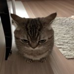 SIROTO SOFT