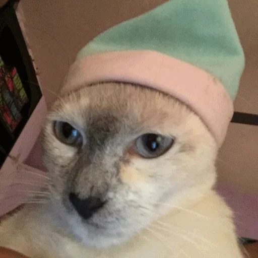 Мемные коты