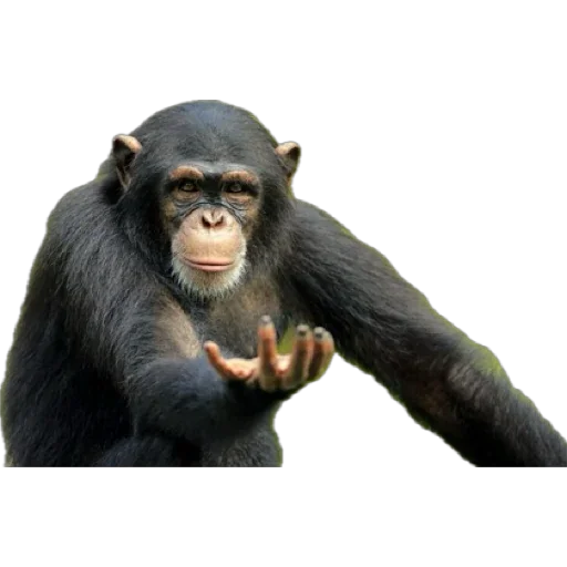 Monkey пон