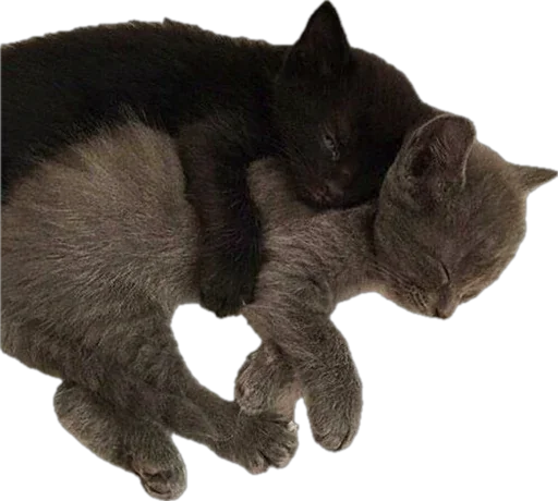 Catss