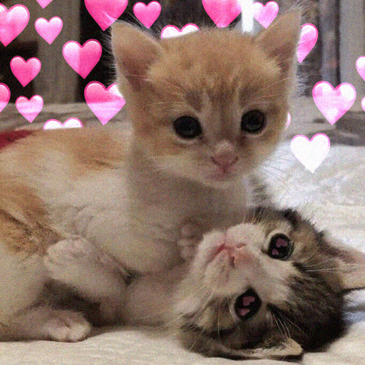 Котики