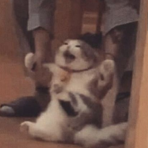 Котики