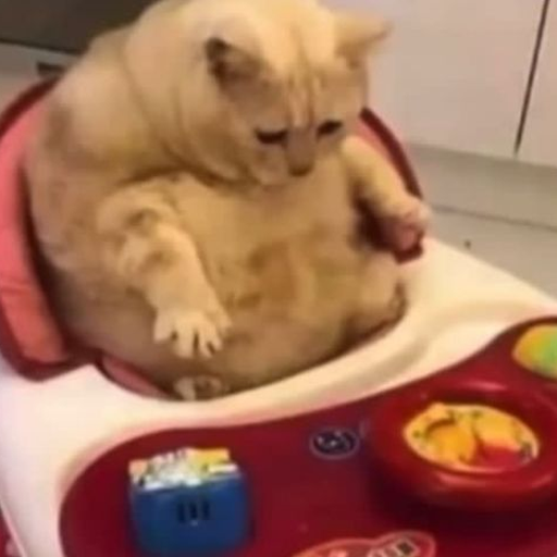 Котики