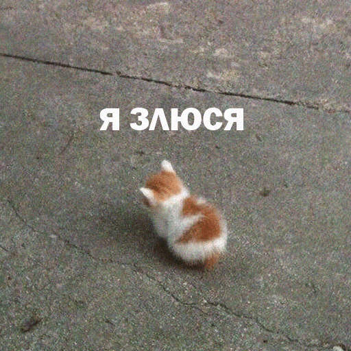 Котики