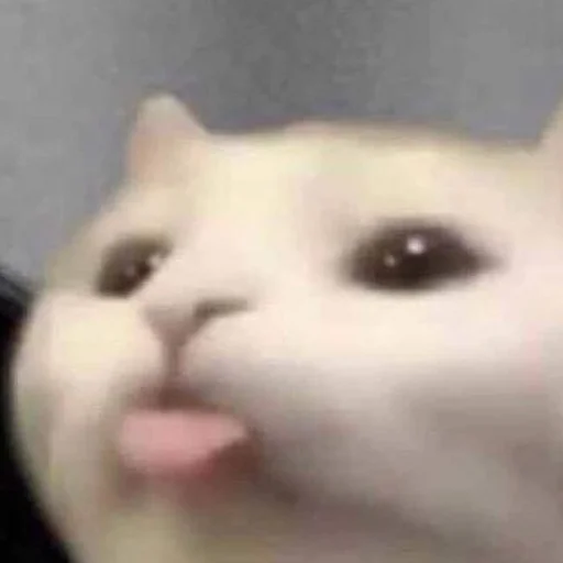 Котики