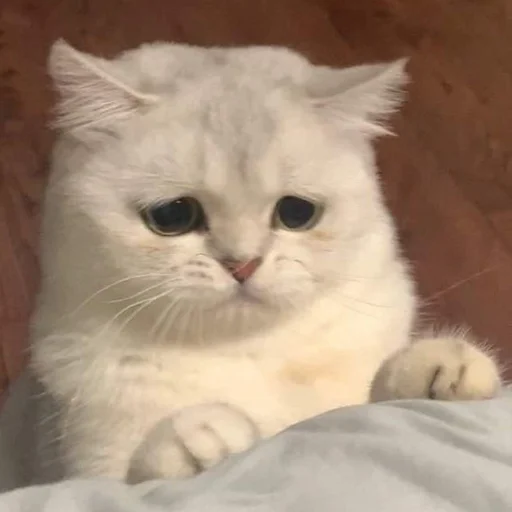 Котики