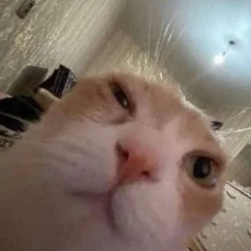 Котики