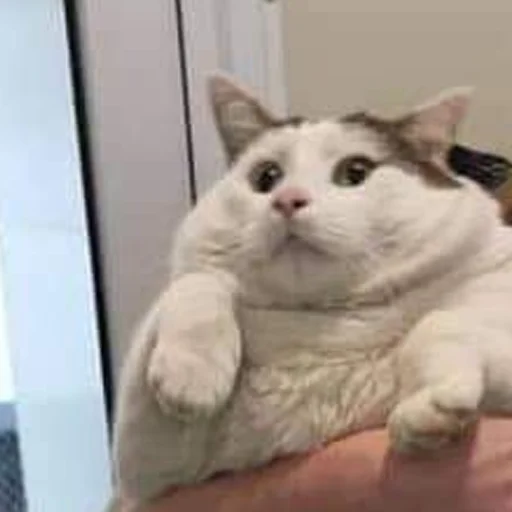 Котики