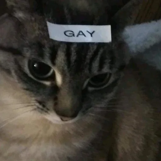 Котики