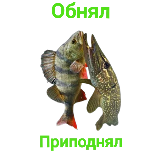 Щука и окунь