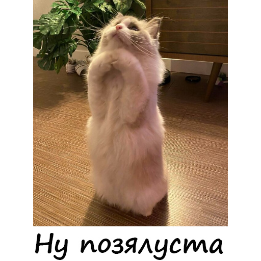 Котейки