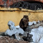 Кобоша думает