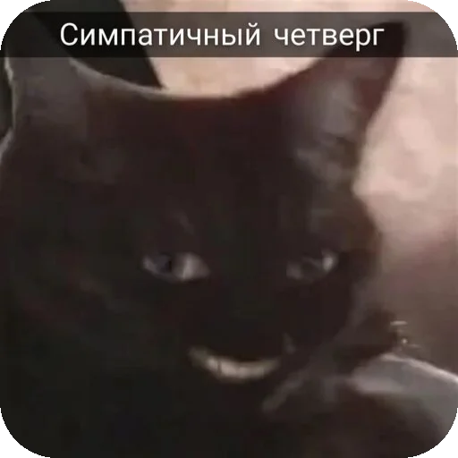 Неделька с котиками