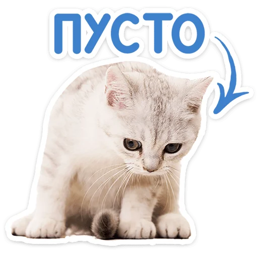 Котятки