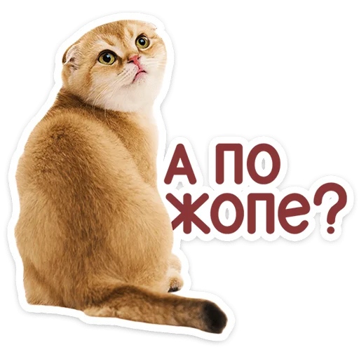 Котятки