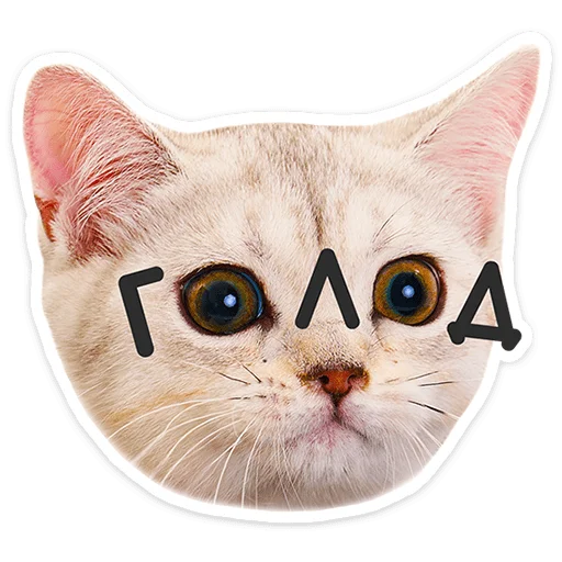Котятки
