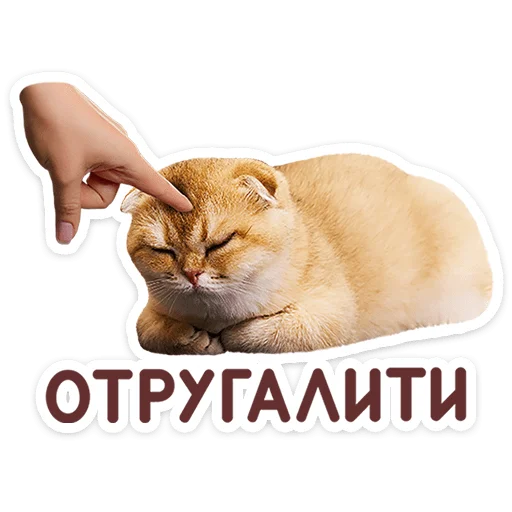 Котятки