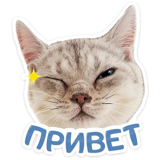Котятки