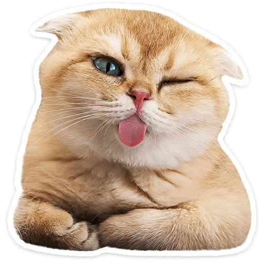 Котятки