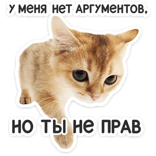 Котятки