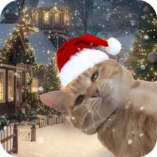 Котики и Новый Год