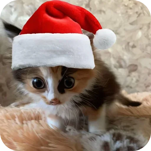 Котики и Новый Год
