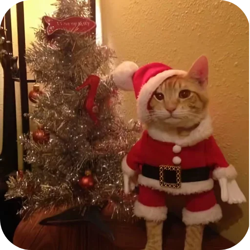 Котики и Новый Год