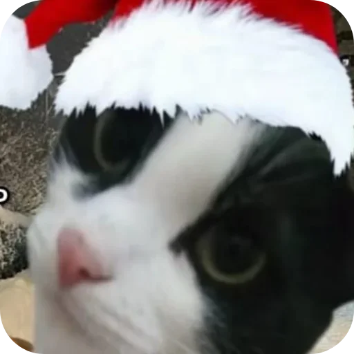 Котики и Новый Год