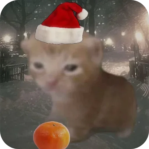 Котики и Новый Год