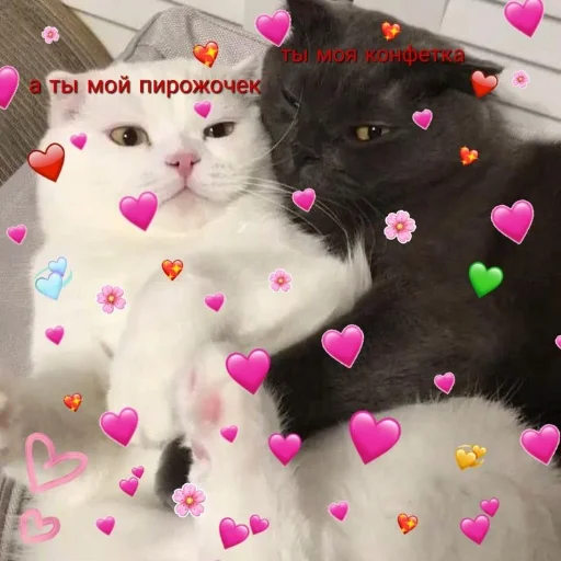 Любовь и котики