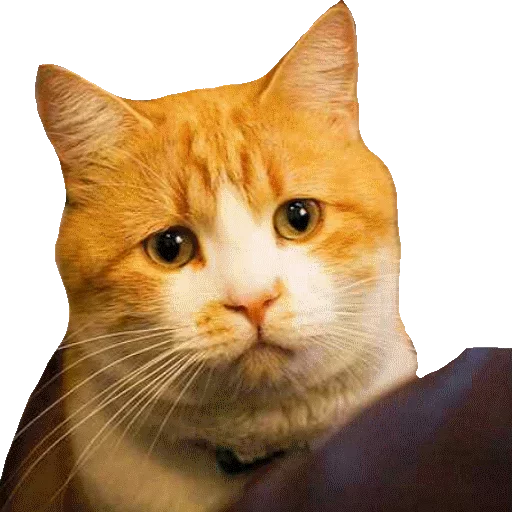 Котики