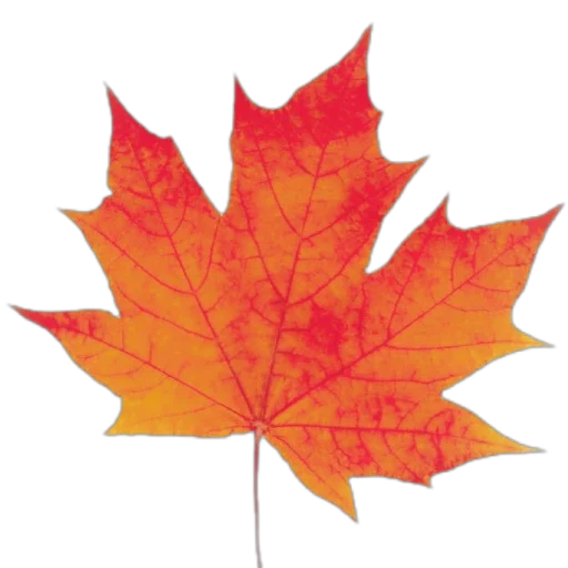 Leaves Autumn