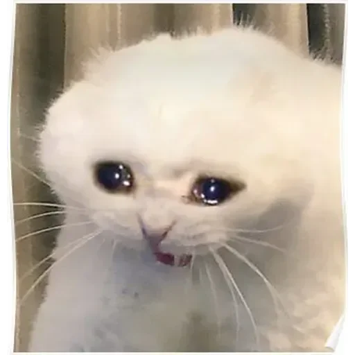 Мемные котики