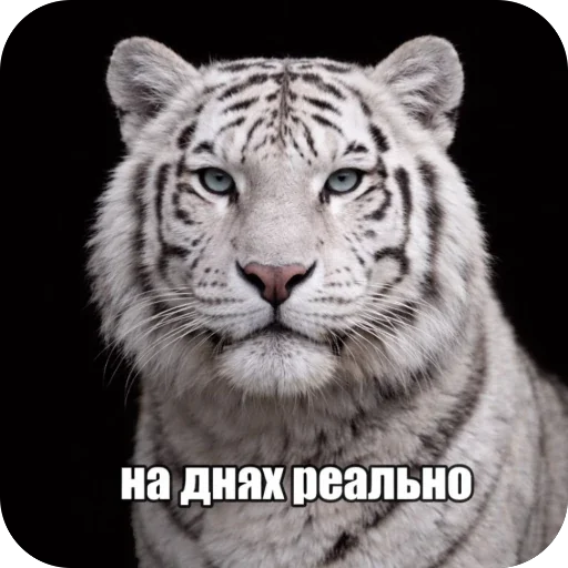 Седня не