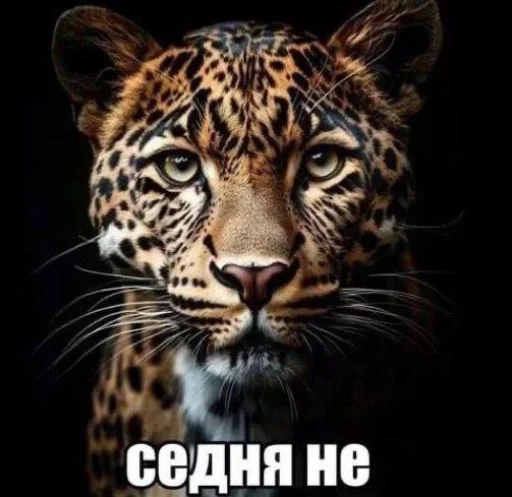 Седня не